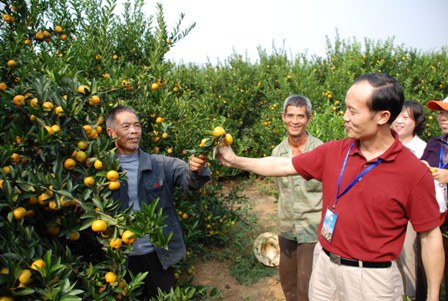 广西柳城县举办生态蜜桔文化节(组图)中华人民